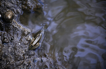 frog in the pond