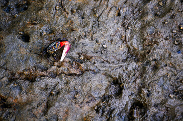 crab on the beach