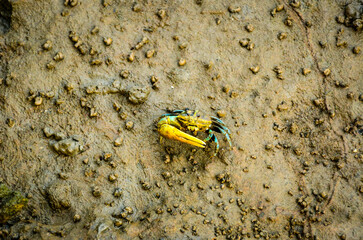 beetle on the ground