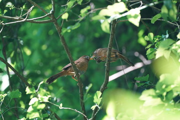 chinese hwamei on a branch