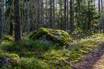 beautiful forest and fresh air. sandy path. walk along the trail through the forest