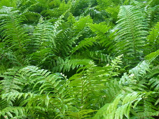 fern leaves