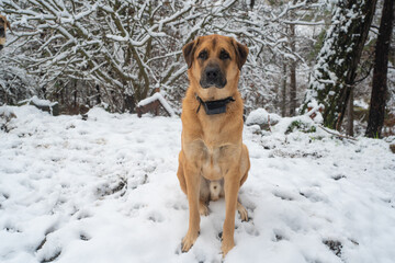 Anatolian Shepherd Dog in snow