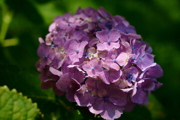 紫陽花