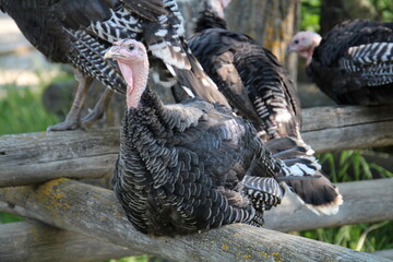 Turkey Resting On The Fence, Fort Edmonton Park, Edmonton, Alberta