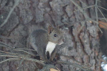 Naklejka na ściany i meble Hokkaido squirrel in roadside tree of Obihiro City