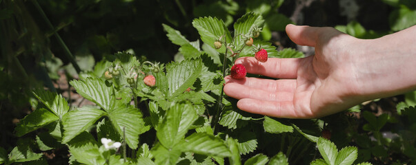 Naklejka na ściany i meble hand picking wild strawberry in the forest on sun. Ripe red berries in the wild full of vitamins. Leisure summer activities for people outdoors. Closeup with copy space