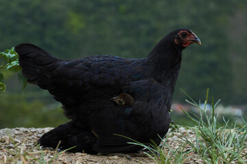 Black chicken with baby on ground