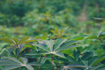 Growing cassava, young shoots growing, row of cassava tree in field landscape of cassava plantation.