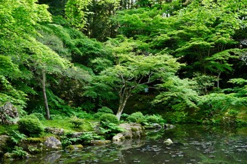 Fototapeta na wymiar Japanese moss and pond in Kyoto