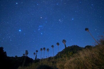 ヤシの木と星空