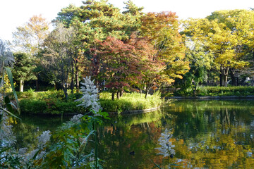 水辺の森公園、池のある木々や葉のある美しい秋の風景