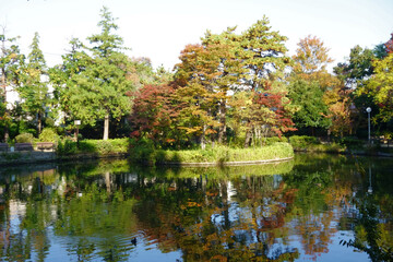 Fototapeta na wymiar 水辺の森公園、池のある木々や葉のある美しい秋の風景