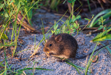 mouse at the beach