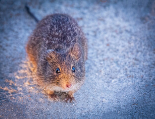 mouse at the beach