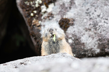 Pika eating leaves on scree slope by Lake Komadome