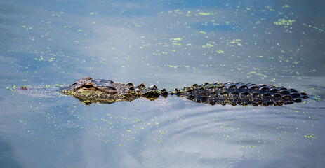 alligator in the water