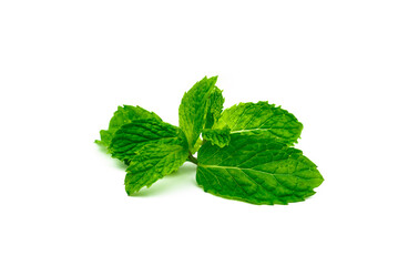 Naklejka na ściany i meble Kitchen mint leaf isolated on white background. Green peppermint natural source of menthol oil. Thai herb for food garnish. Herb for anti-flatulence and make confident fresh breath.
