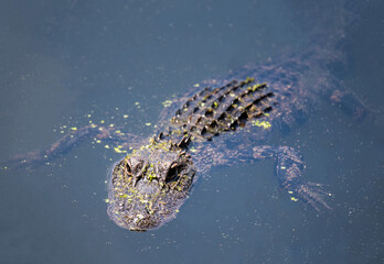 alligator in the water