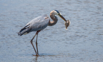 Great Blue Heron Fishing in the Marsh