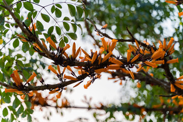 orange yellow flowers