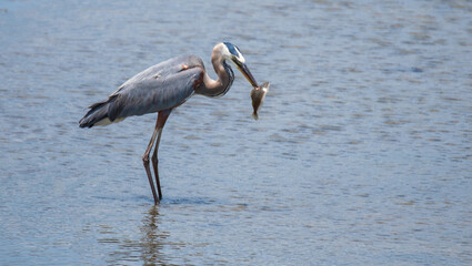 Great Blue Heron Fishing in the Marsh