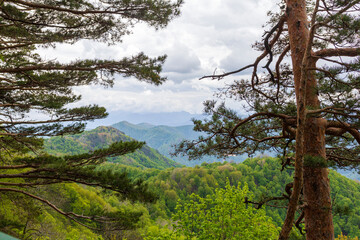 Obraz premium Summer, subalpine meadows and panoramic platforms, green grasses and flowering plants.