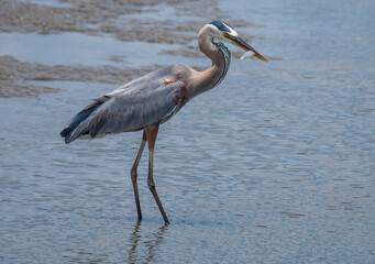 Great Blue Heron Fishing in the Marsh