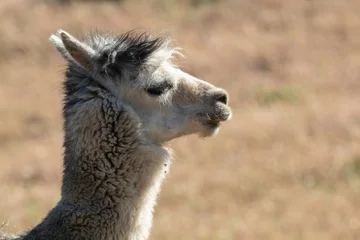 Fotobehang A llama in a field somewhere © Robert