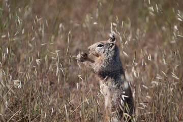 A squirrel having a field snack