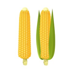 Vector illustration, set of corn cobs, isolated on white background.
