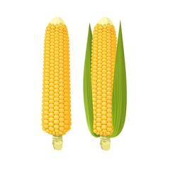 Vector illustration, set of corn cobs, isolated on white background.