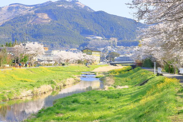 Fototapeta na wymiar 観光地の桜