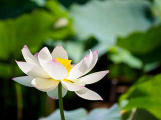 Obraz premium ハスの花