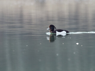 Male Tufted Duck (Aythya fuligula) on the river Iller, Germany