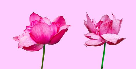 Isolated bloom water lily with clipping path on pink background