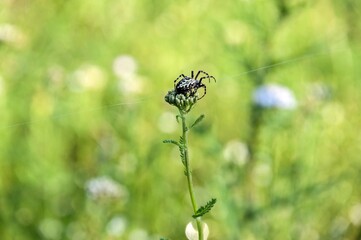 A spider sits on a flower and holds a web in its paws