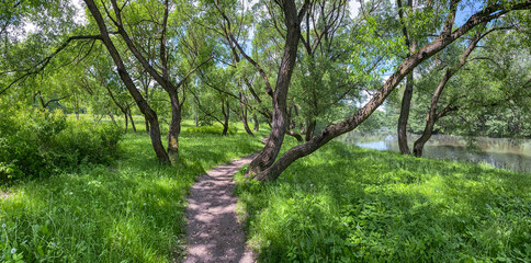 Fototapeta premium summer landscape. narrow path on riverbank lit by soft sunlight. panoramic view.