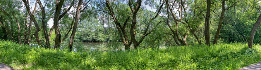 Fototapeta na wymiar beautiful park trees on a sunny day. panoramic summer landscape.