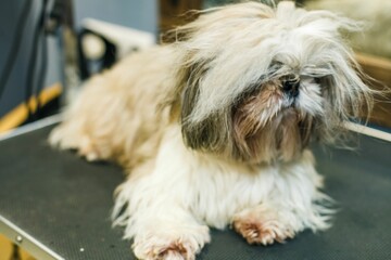 small, shaggy, white dog waiting for a haircut in a beauty salon for animals