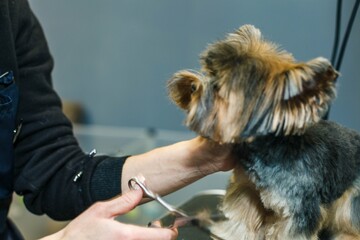 a small dog is cut with scissors in a beauty salon for animals. close-up.