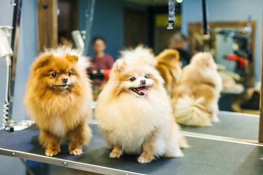 Two trimmed dogs in a beauty salon pose against the background of a mirror.
