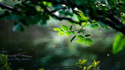 湖面に映る枝葉Ⅱ