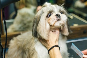The dog gets a haircut in a beauty salon. The dog is cut with scissors. groomer concept