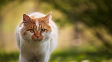 Naklejka na ściany i meble Walking at backyard grass red domestic cat