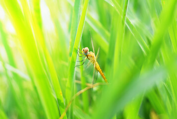 One dragonfly sitting on blade of grass for rest and sleeping in dense green grasses in beautiful soft sunlight in the morning of Thailand countryside.