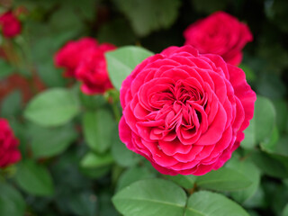 日本、神奈川県、初夏、公園の薔薇