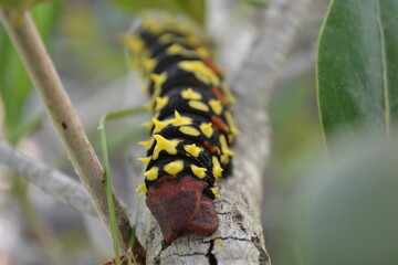Obraz na płótnie Canvas caterpillar on a branch
