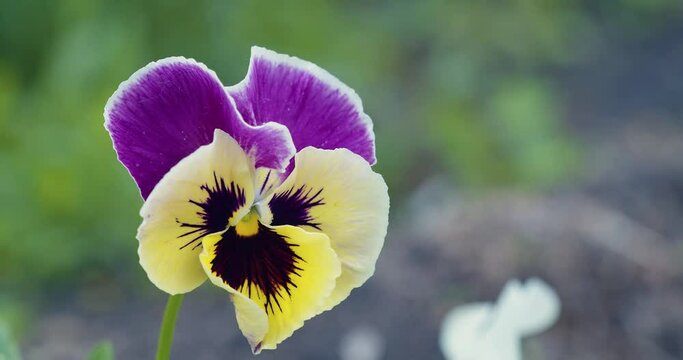 One pansy flower shivers in the wind, Viola tricolor, close up, selective focus.