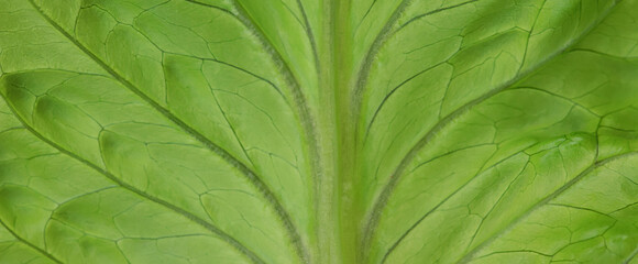 green lettuce leaves background spring food